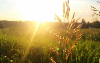 El remedio ancestral que no falla: Conectar con la Naturaleza