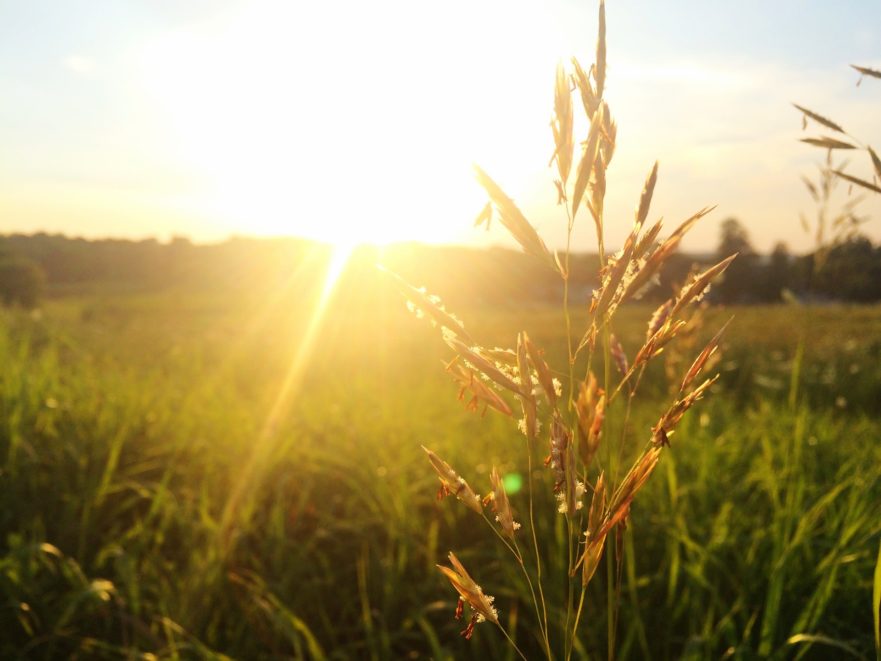 El remedio ancestral que no falla: Conectar con la Naturaleza